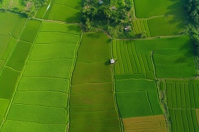 建設(shè)高標準農(nóng)田的標準是什么？