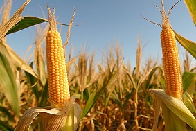 病蟲害監(jiān)測(cè)預(yù)警系統(tǒng)的重要意義