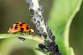 智能蟲(chóng)情測(cè)報(bào)系統(tǒng)組成部分介紹