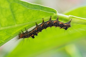 自動(dòng)蟲(chóng)情測(cè)報(bào)燈優(yōu)勢(shì)介紹