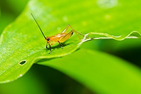 自動(dòng)蟲(chóng)情測(cè)報(bào)燈特點(diǎn)介紹