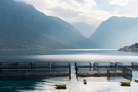 一套水產(chǎn)養(yǎng)殖管理系統(tǒng)多少錢？