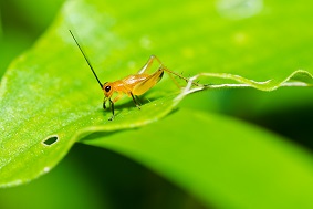 太陽能蟲情測(cè)報(bào)燈介紹