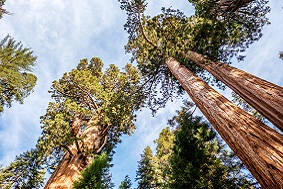 松材線蟲分離器：價(jià)格與效益兼得的解決方案