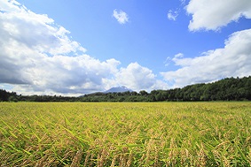 固定式孢子捕捉儀特點(diǎn)介紹