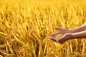 水稻病蟲害防治方案有哪些優(yōu)勢(shì)