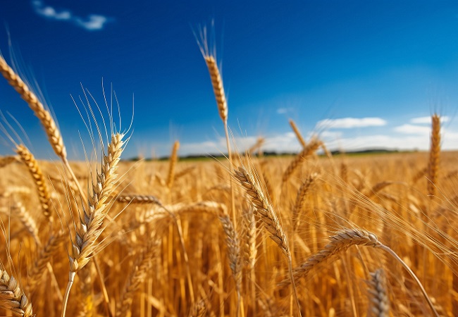 小麥條銹病監(jiān)測系統(tǒng)特點(diǎn)介紹